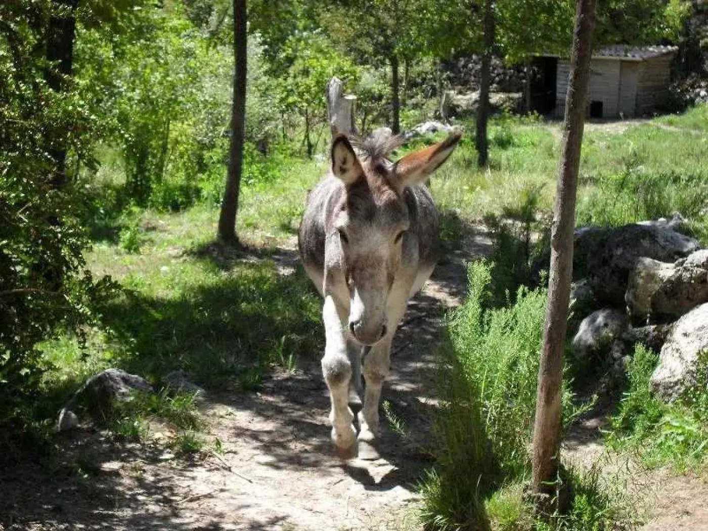 Campsite Camping 3 Etoiles - Ccbbbda Castellane